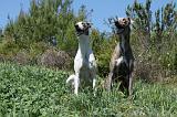 GREYHOUND 069